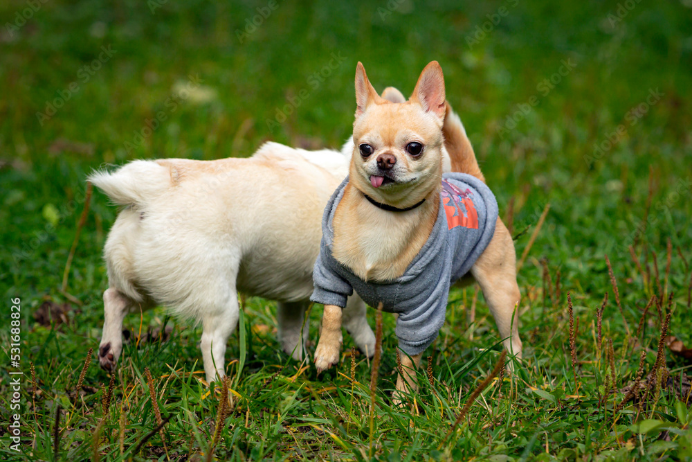 Two funny dogs of the Chihuahua breed close-up on the background of a green field