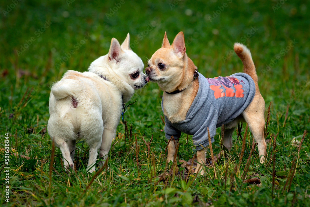 Two funny dogs of the Chihuahua breed close-up on the background of a green field Two funny dogs of the Chihuahua breed close-up on the background of a green field