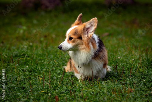 Corgi dog on a green field. Close-up