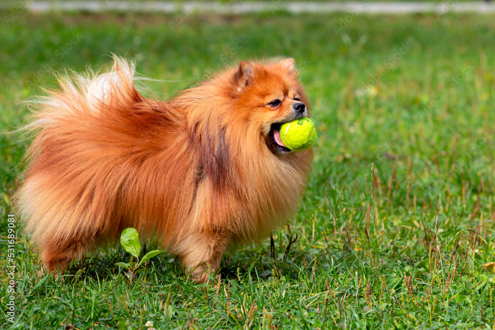 Pomeranian - Spitz playing with a ball on a green field
