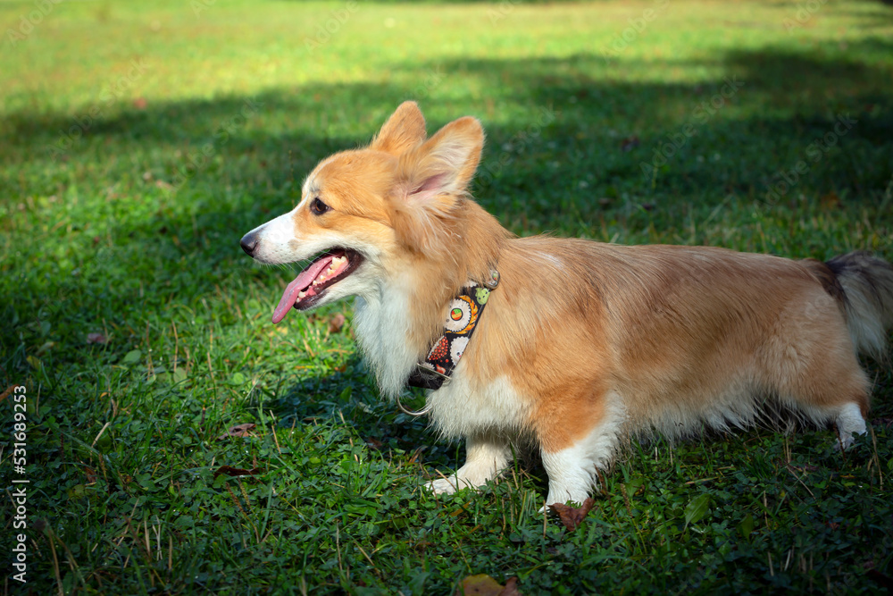  Corgi dog on a green field. Close-up