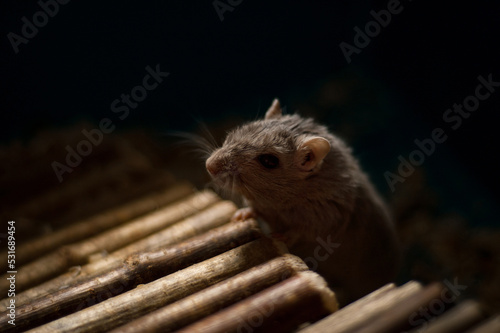 close up of a gerbil mouse