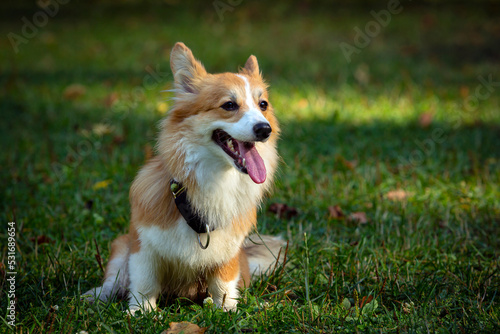  Corgi dog on a green field. Close-up