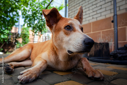 A big mutt guards the yard. Close-up