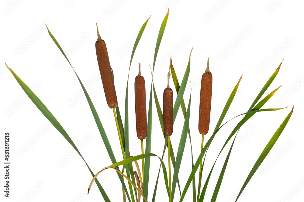 Few reeds and cattail dry plant isolated white background - obrazy, fototapety, plakaty 