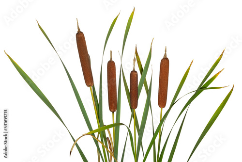 Fotografija Few reeds and cattail dry plant isolated white background