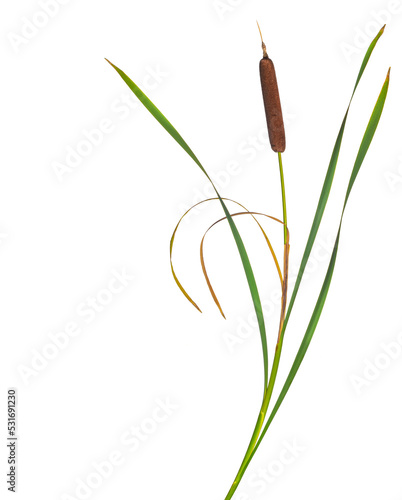 Reeds and cattail dry plant isolated white background