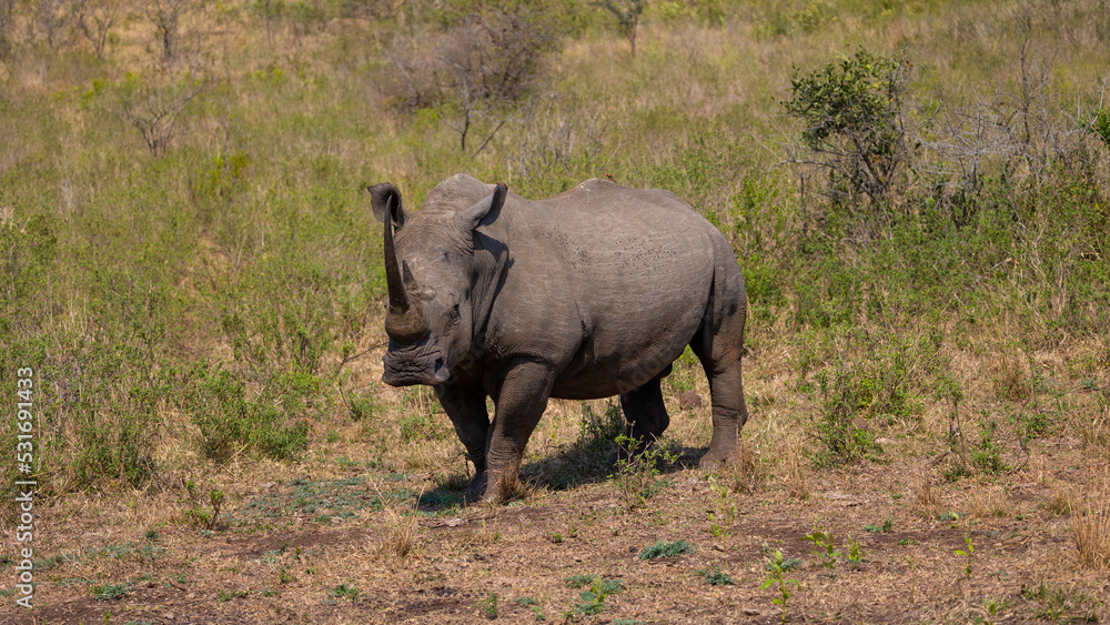a massive white rhinoceros bull with a long horn a massive white rhinoceros bull with a long horn