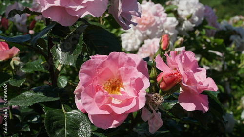 Εκτύπωση καμβά A flowering rose bush in a light pink colors hue on the side of the road by the fence in the summer season on a sunny day in a close-up view