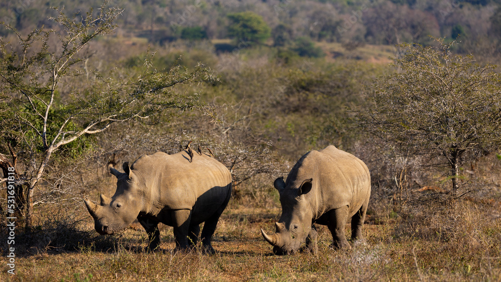 Obraz premium Two white rhinos during the golden hour with horns
