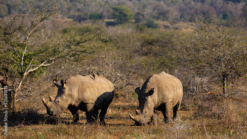 Two white rhinos during the golden hour with horns