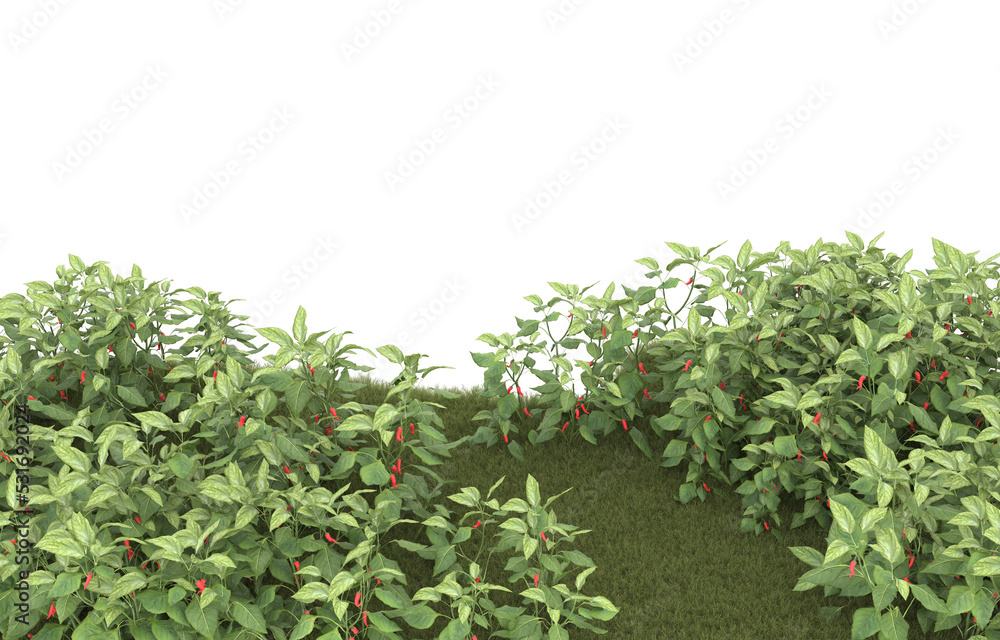 Grass on transparent background. 3d rendering - illustration