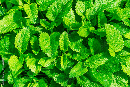 lemon balm herb background texture