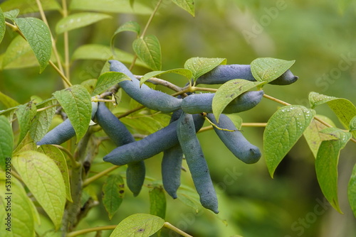 Decaisnea fargesii, Blue Sausage Fruit, Lardizabalaceae family. Hanover, Germany.