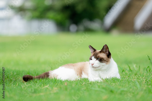 芝生と猫