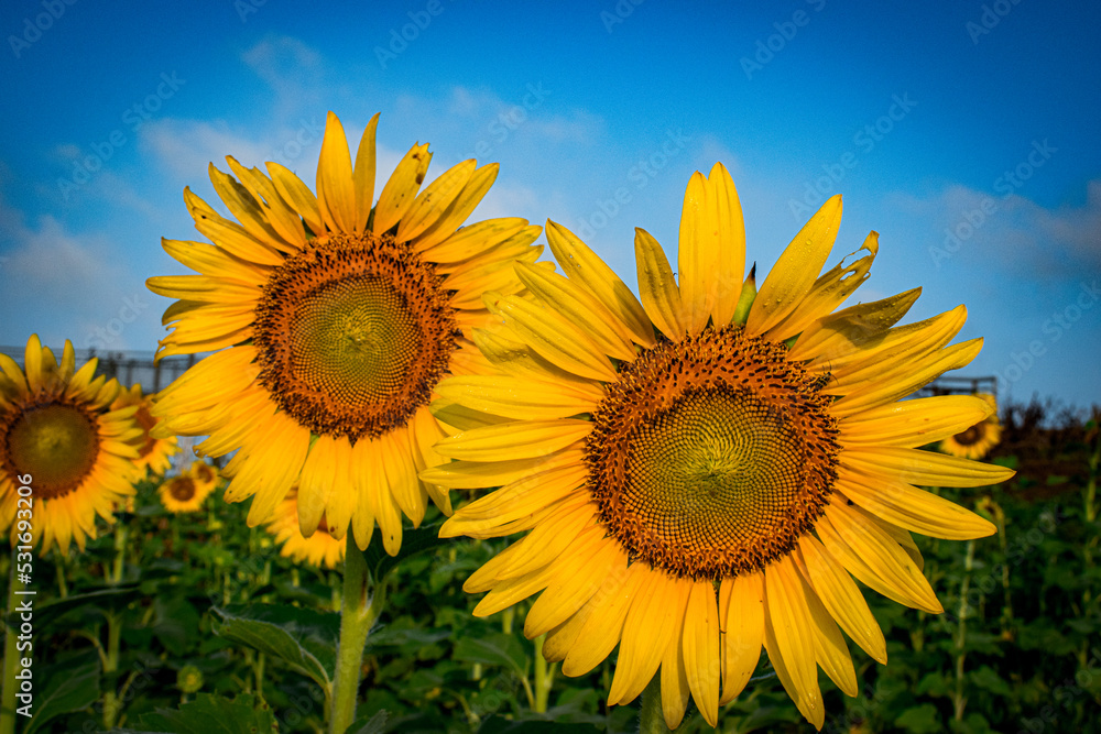 Two sunflowers in a sunflower field Two sunflowers in a sunflower field