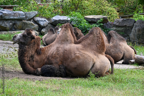 Camel resting after breakfast at the farm © Андрей Макаров