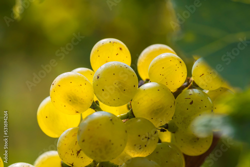 Close-up of ripe juicy white grapes on the vine against the light in Rheinhessen/Germany