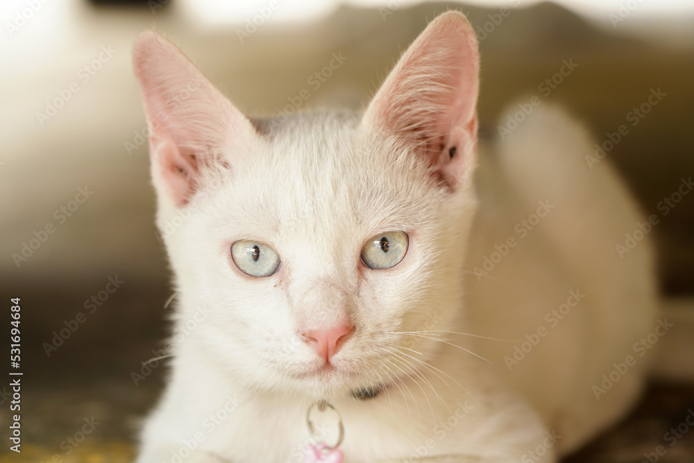 white kitten wearing a blue collar Looking towards the camera with bright eyes