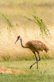 Sandhill crane with grassy field
