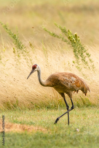 Sandhill crane with grassy field