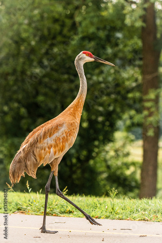 sandhill crane walking