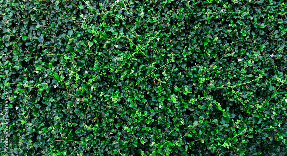 Small green leaves in hedge wall texture background. Closeup green hedge plant in garden. Eco evergreen hedge wall. Natural backdrop. Beauty in nature. Green leaves with natural pattern wallpaper. Small green leaves in hedge wall texture background. Closeup green hedge plant in garden. Eco evergreen hedge wall. Natural backdrop. Beauty in nature. Green leaves with natural pattern wallpaper.