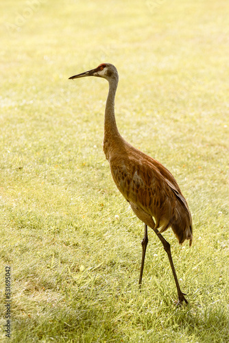 sandhill crane full body