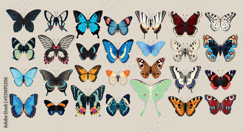 Big vector set of butterflies