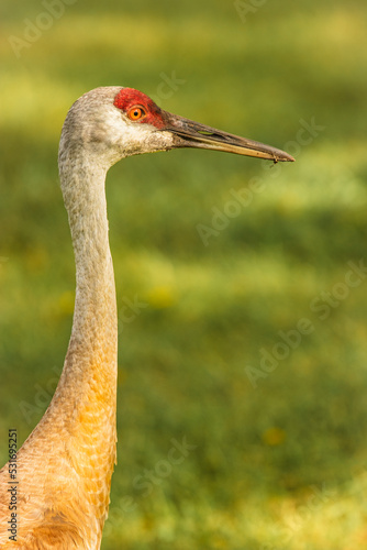 Sandhill crane