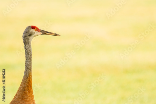 crane alone looking right with green space