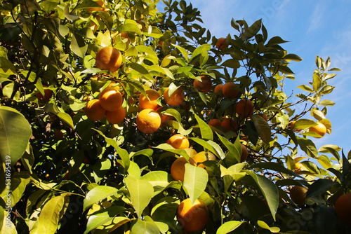 Orange trees at the streets of Cordoba, Spain	