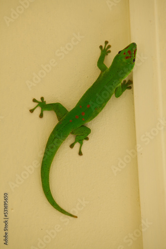 Gecko diurne orné de l'Ile Maurice, magnifique lézard endémique de l'ile qui mange les moustiques et autres insectes voire parfois quelques nectars de fruits photo