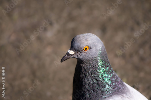 Blue pigeon portrait close-up in the rays of the sun shimmering feathers against the ground