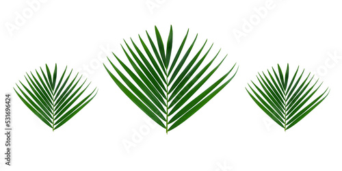 set of Areca palm leaf isolated on white background with clipping path