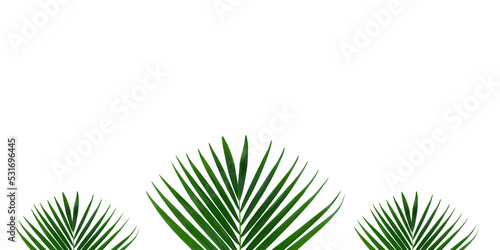 set of Areca palm leaf isolated on white background with clipping path