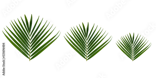 set of Areca palm leaf isolated on white background with clipping path