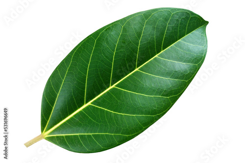 banyan leaves isolated on white background. natural green leaf with clipping path