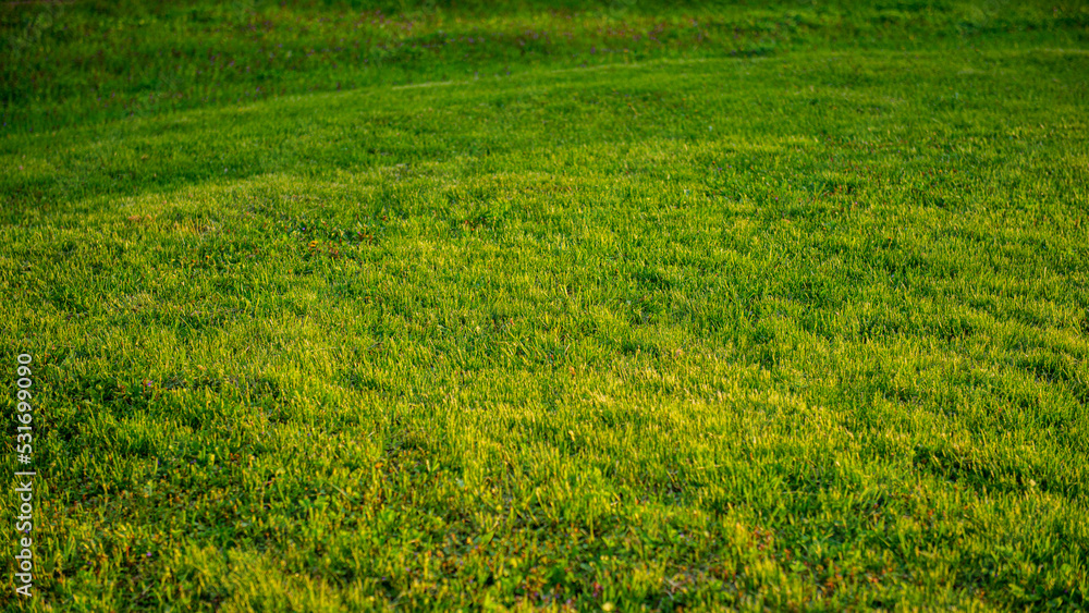 Green grass in the meadow in the evening light.