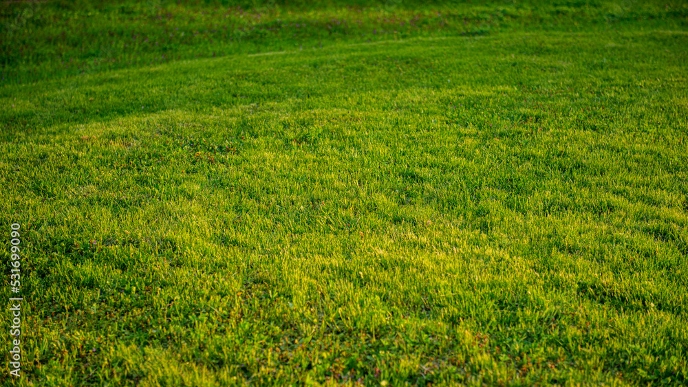 Green grass in the meadow in the evening light. Green grass in the meadow in the evening light.