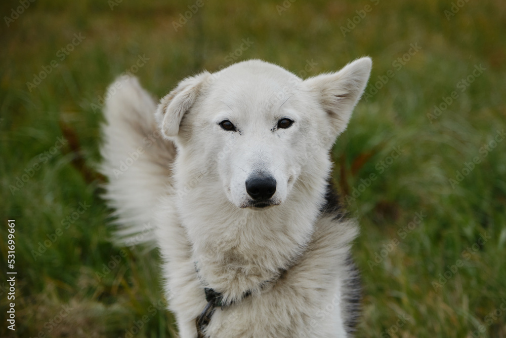 Smart loyal look of mutt dog outside. Riding half breed on walk in fall waiting for training. Alaskan husky with white muzzle and different ears one standing, the second is hanging. Smart loyal look of mutt dog outside. Riding half breed on walk in fall waiting for training. Alaskan husky with white muzzle and different ears one standing, the second is hanging.