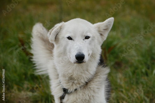 Smart loyal look of mutt dog outside. Riding half breed on walk in fall waiting for training. Alaskan husky with white muzzle and different ears one standing, the second is hanging. photo