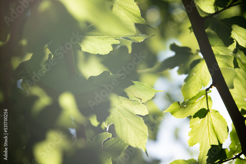 foglie degli alberi al sole brillante controluce photo