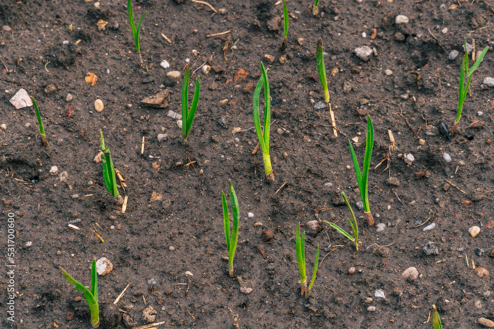 baby garlic growing in a garden in spring baby garlic growing in a garden in spring