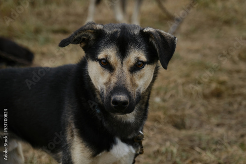 Smart loyal look of mutt outside. Sled half breed is tied to chain and waiting for training. Alaskan husky with black and fawn muzzle  brown eyes and funny ears. Portrait close up.