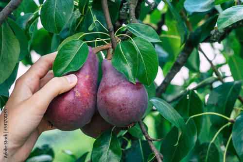 a person picking fresh ripe red anjou pears from a tree