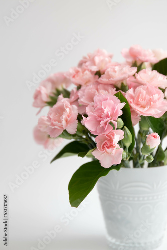 Wallpaper Mural Close up Blooming mini Carnation Flowers on White background Torontodigital.ca