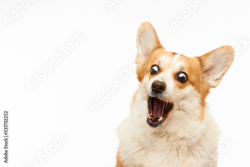 Studio shot of Welsh corgi Pembroke catching a treat. The dog is isolated on a white background. Funny dog face.