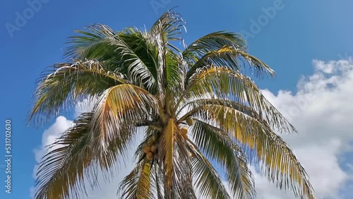 Wallpaper Mural Tropical palm tree coconuts blue sky in Tulum Mexico. Torontodigital.ca