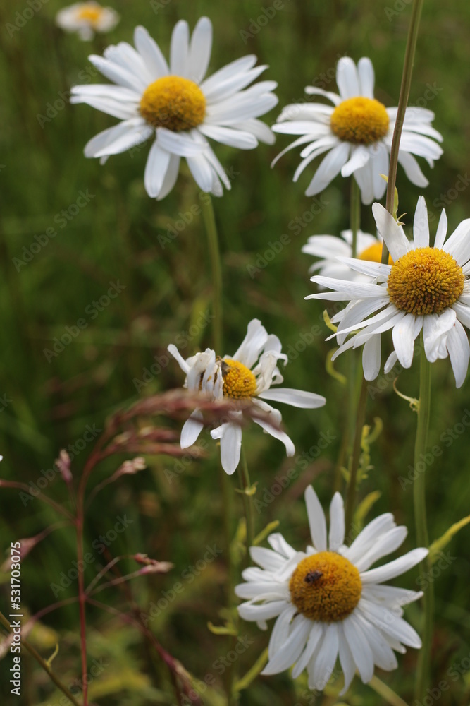 white marguerite daisy in green meadow, meadow blur background, blurred marguerite daisy foreground white marguerite daisy in green meadow, meadow blur background, blurred marguerite daisy foreground